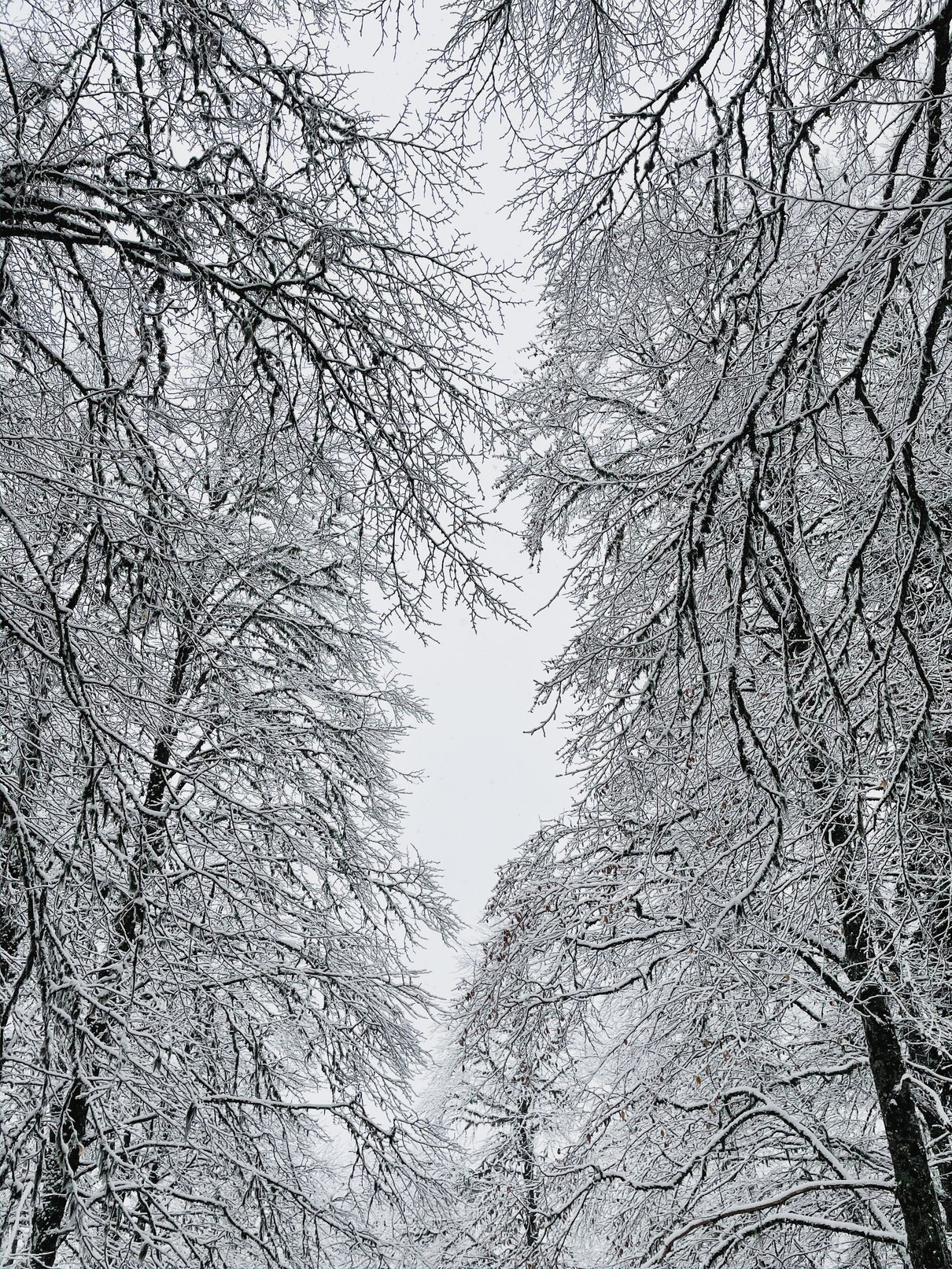 Leafless Trees Covered in Snow